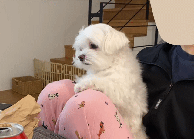 사과에 진심인 강아쥐 재롱이