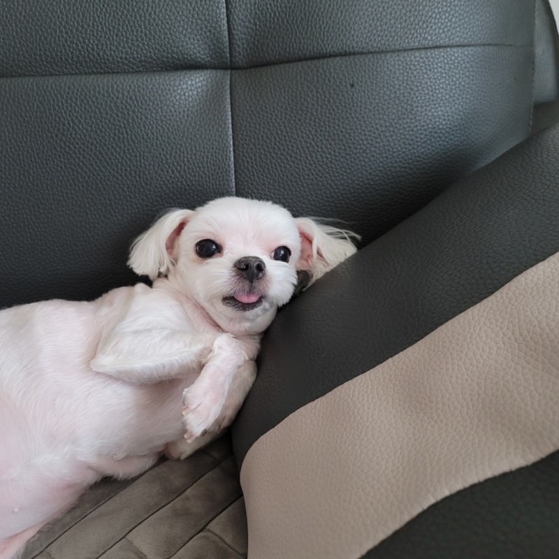 울집 강아지모녀에용