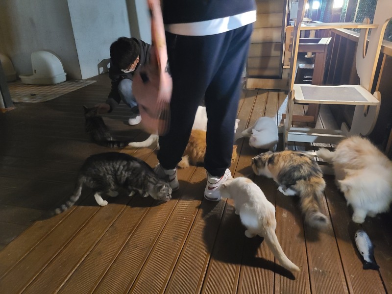 김포 카페 야행성 (고양이/강아지/물고기/토끼 등)