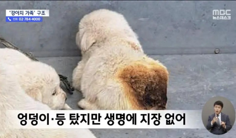 화재현장에서 강아지 가족 구조!