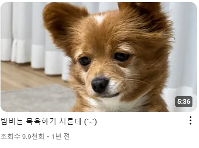 강아지 인플루언서, 일명 개플루언서 모음집!