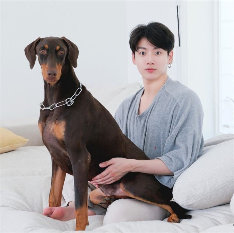 연예인, 인플루언서들이 키우는 반려견 