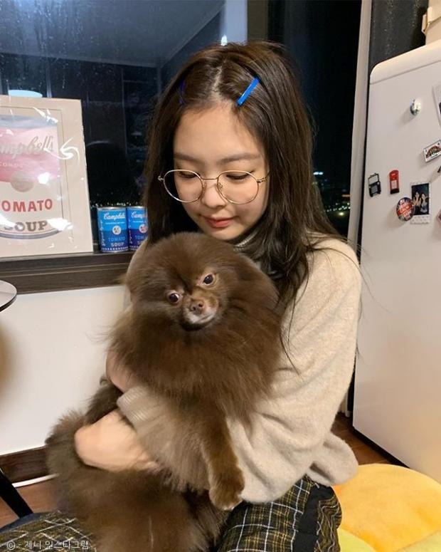연예인, 인플루언서들이 키우는 반려견 