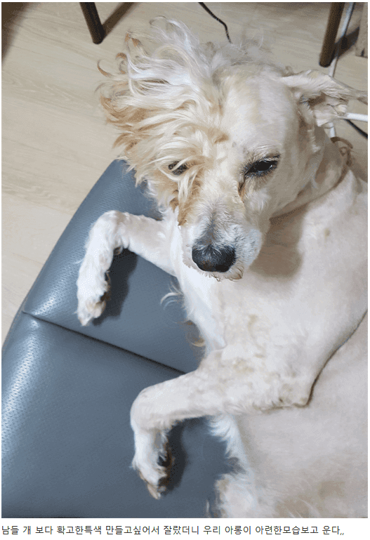 얘 미용 누가 이렇게 햇냐?