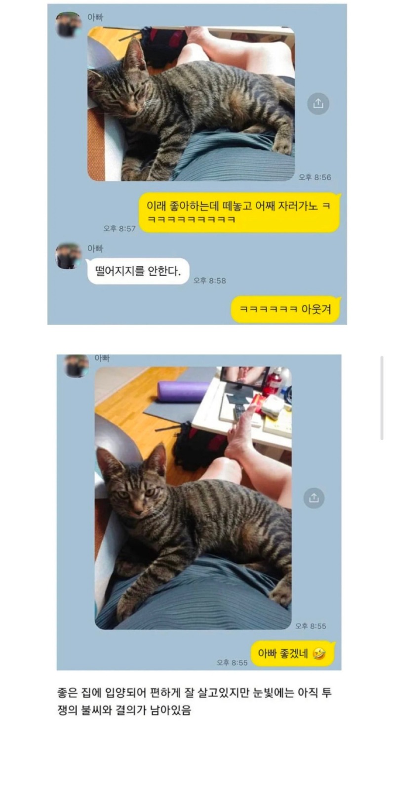 노조에서 키우던 고양이 근황 