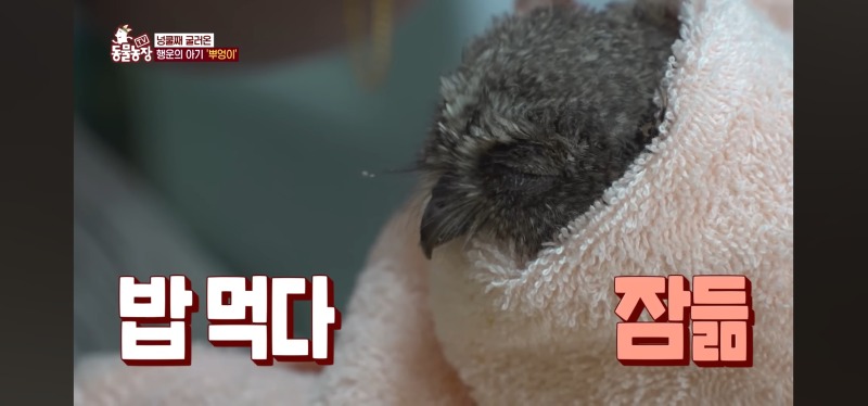 아기 부엉이를 키우신다는 사장님. 