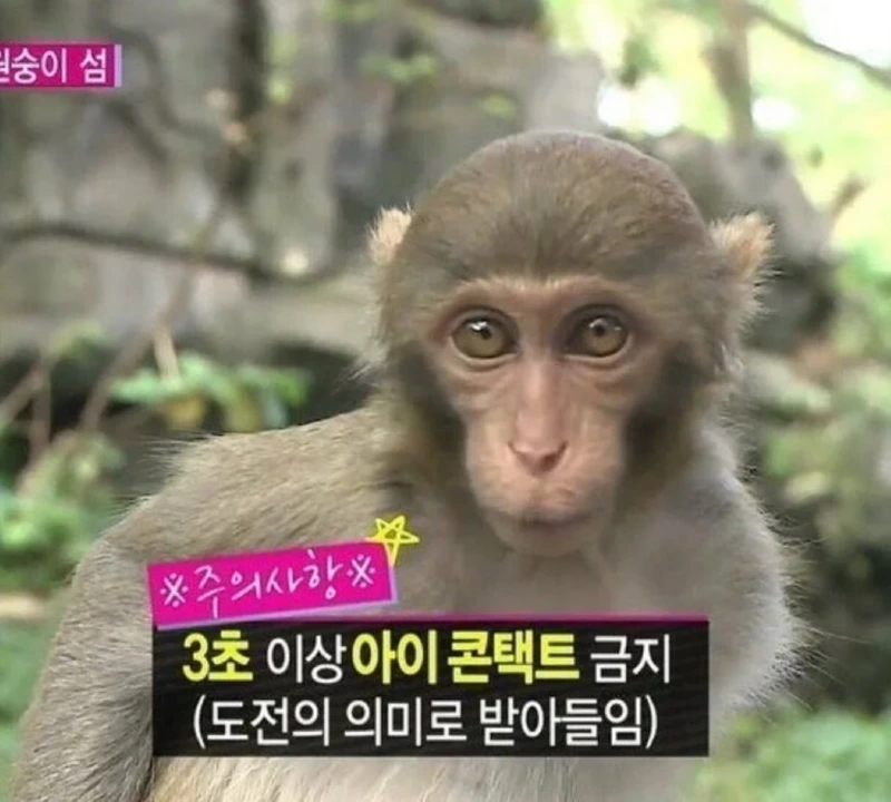 원숭이랑 만나면 주의해야 할 점. 