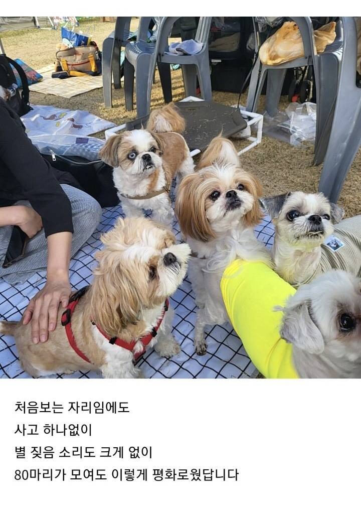 너무 귀여운 시츄 운동회 후기 