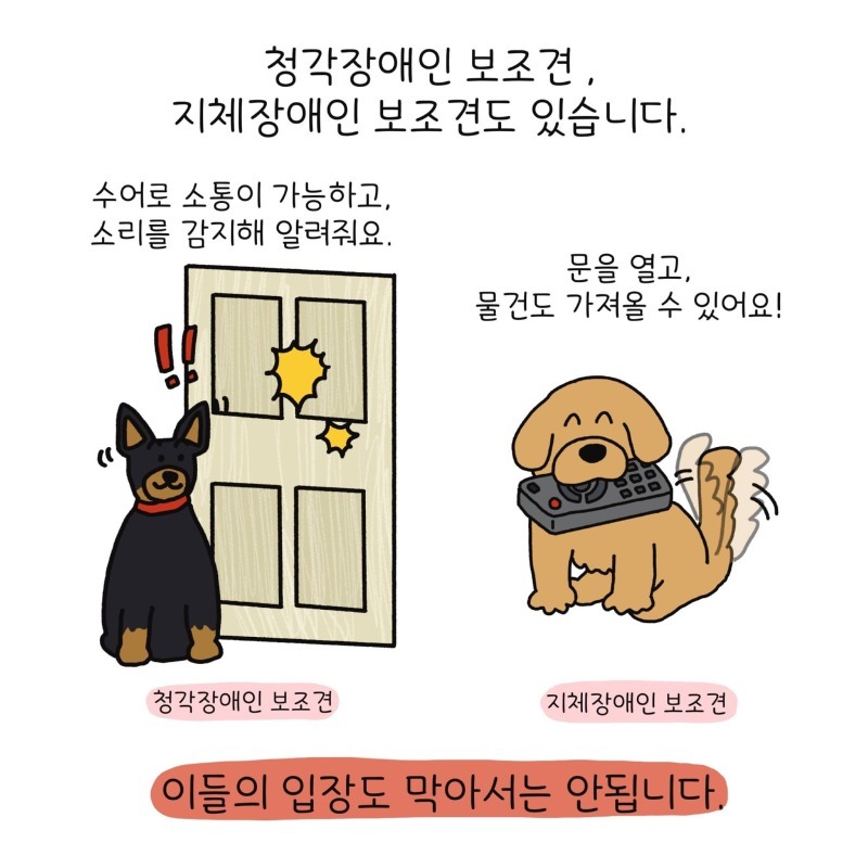 장애인 도우미견의 종류 -리트리버 말고도 장애 보조견이 있다???-
