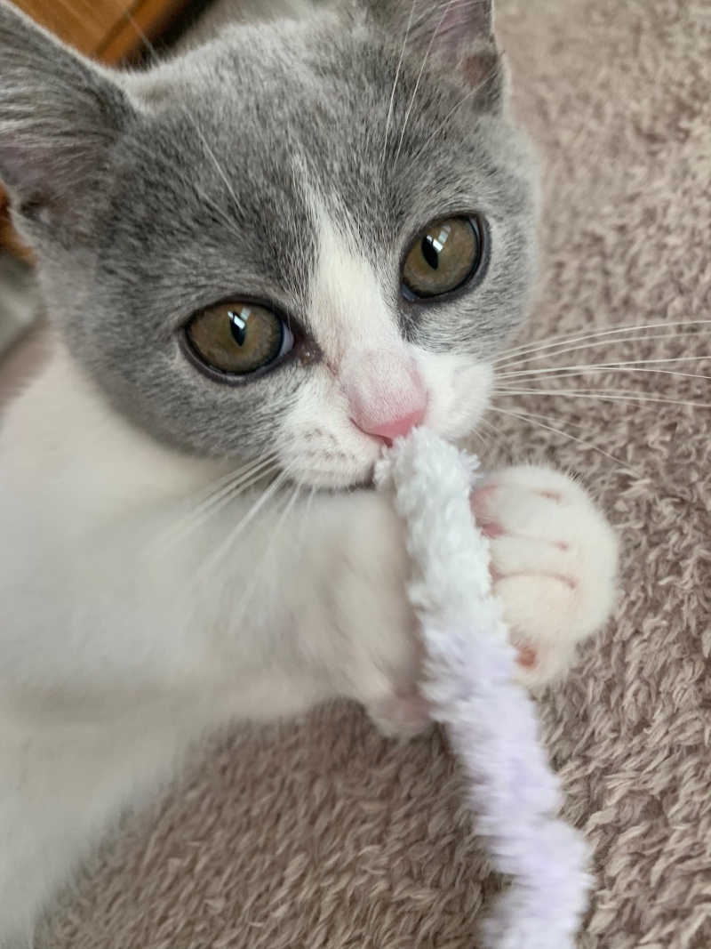 우리 귀염둥이 고냥이 좀 봐주세요
