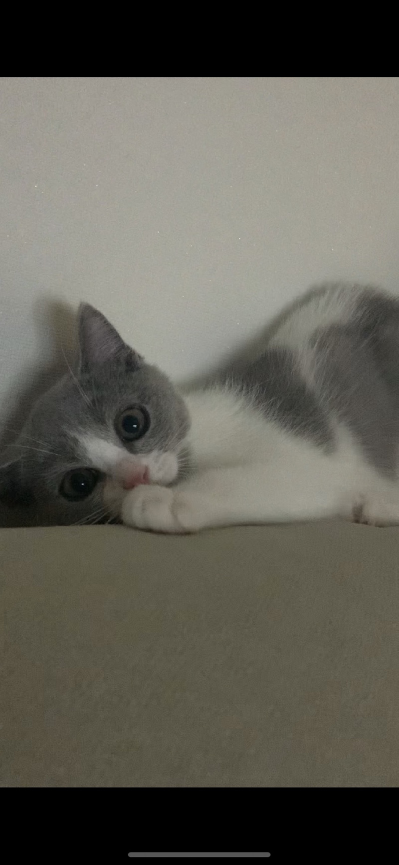 우리 귀염둥이 고냥이 좀 봐주세요