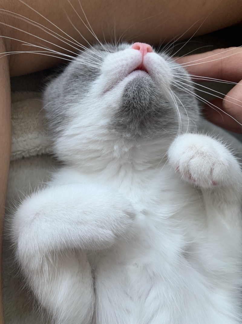 우리 귀염둥이 고냥이 좀 봐주세요