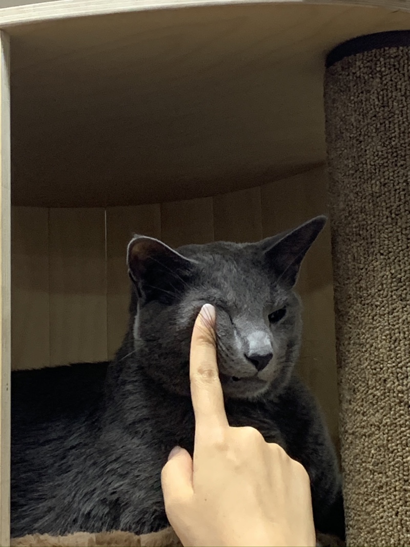 울 회사 고냥이도 자랑할게요오