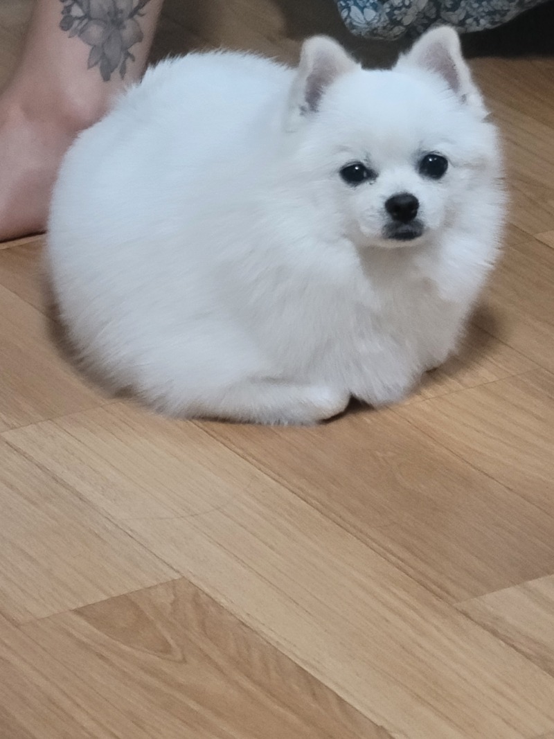 집에 가끔놀러오는 멈머
