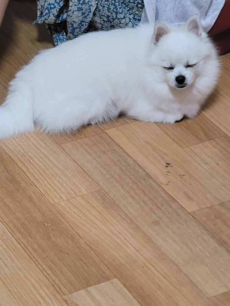 집에 가끔놀러오는 멈머