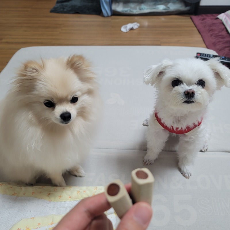 젤라뽀에용