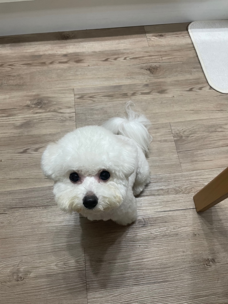 슈가에용
