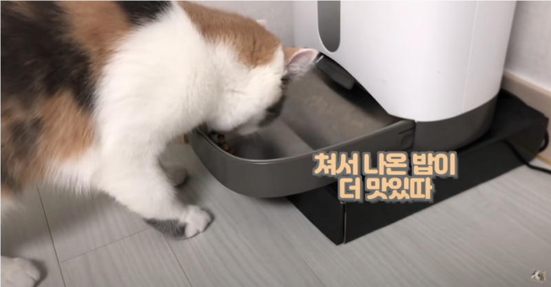 재밌는 동물 유튜브 채널을 알아보자 