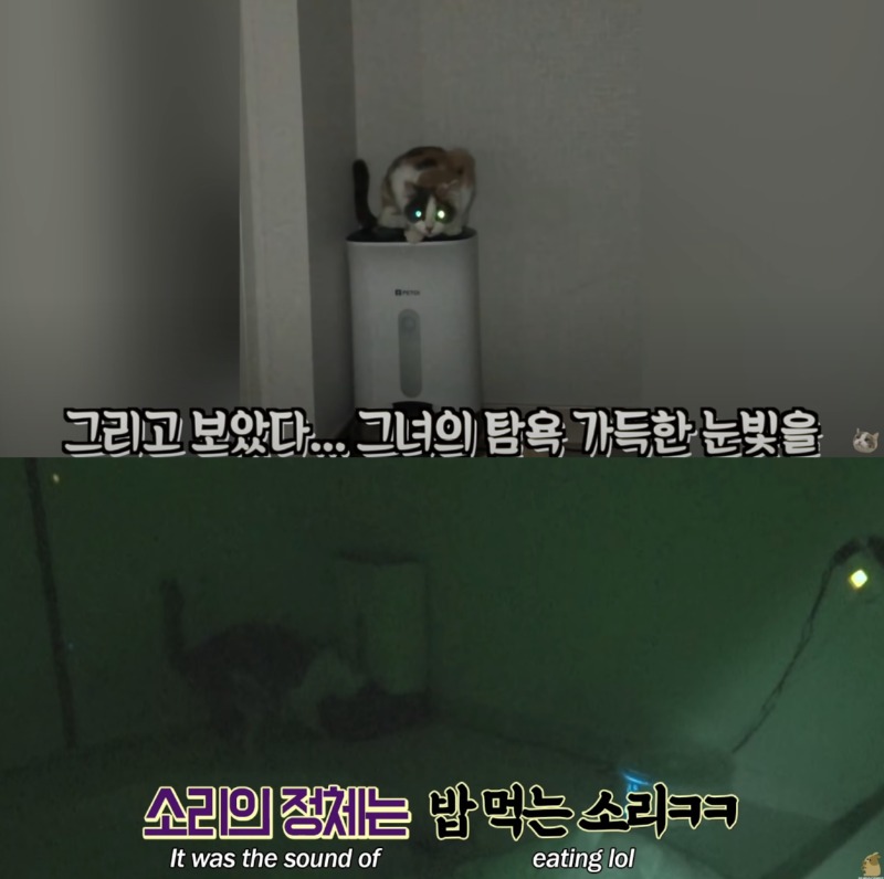 재밌는 동물 유튜브 채널을 알아보자 