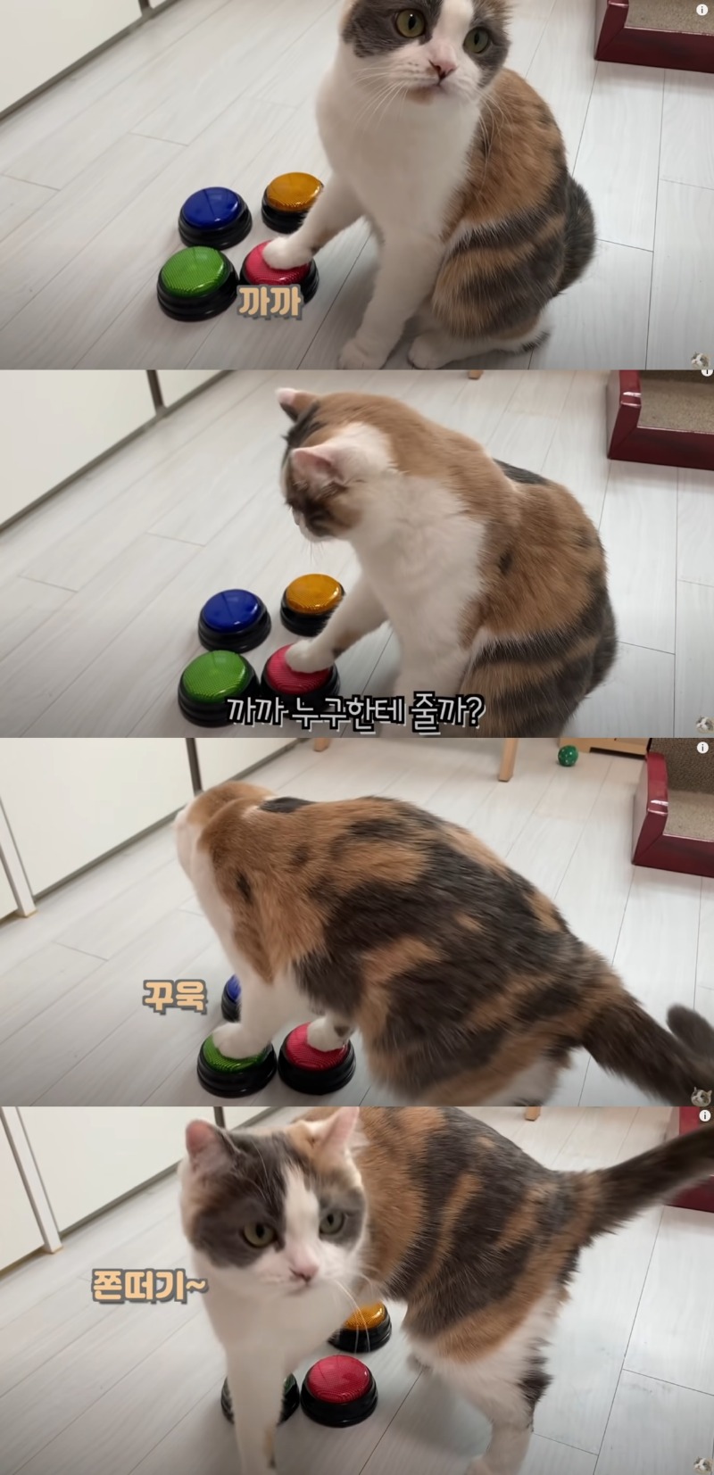 재밌는 동물 유튜브 채널을 알아보자 