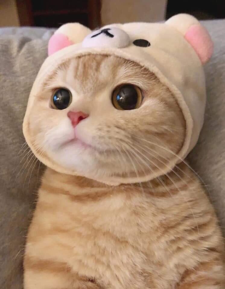 쿠마고양이