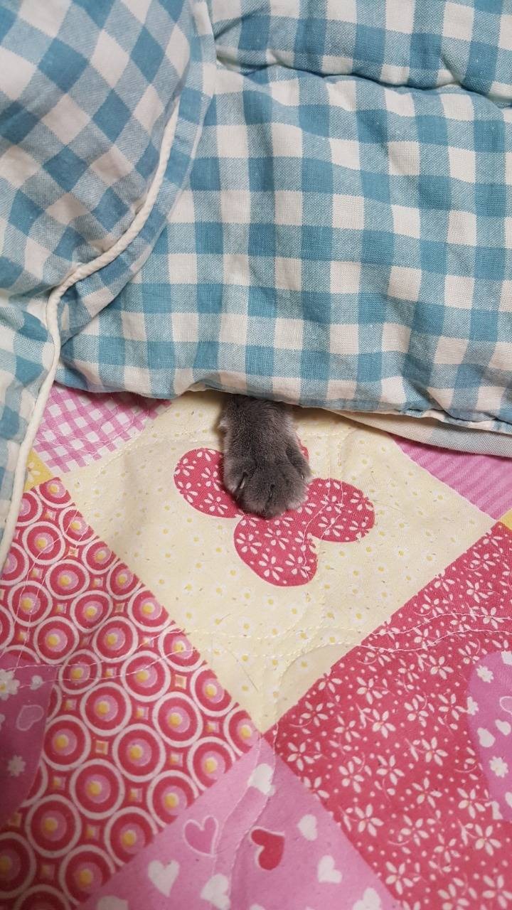 고양이 발