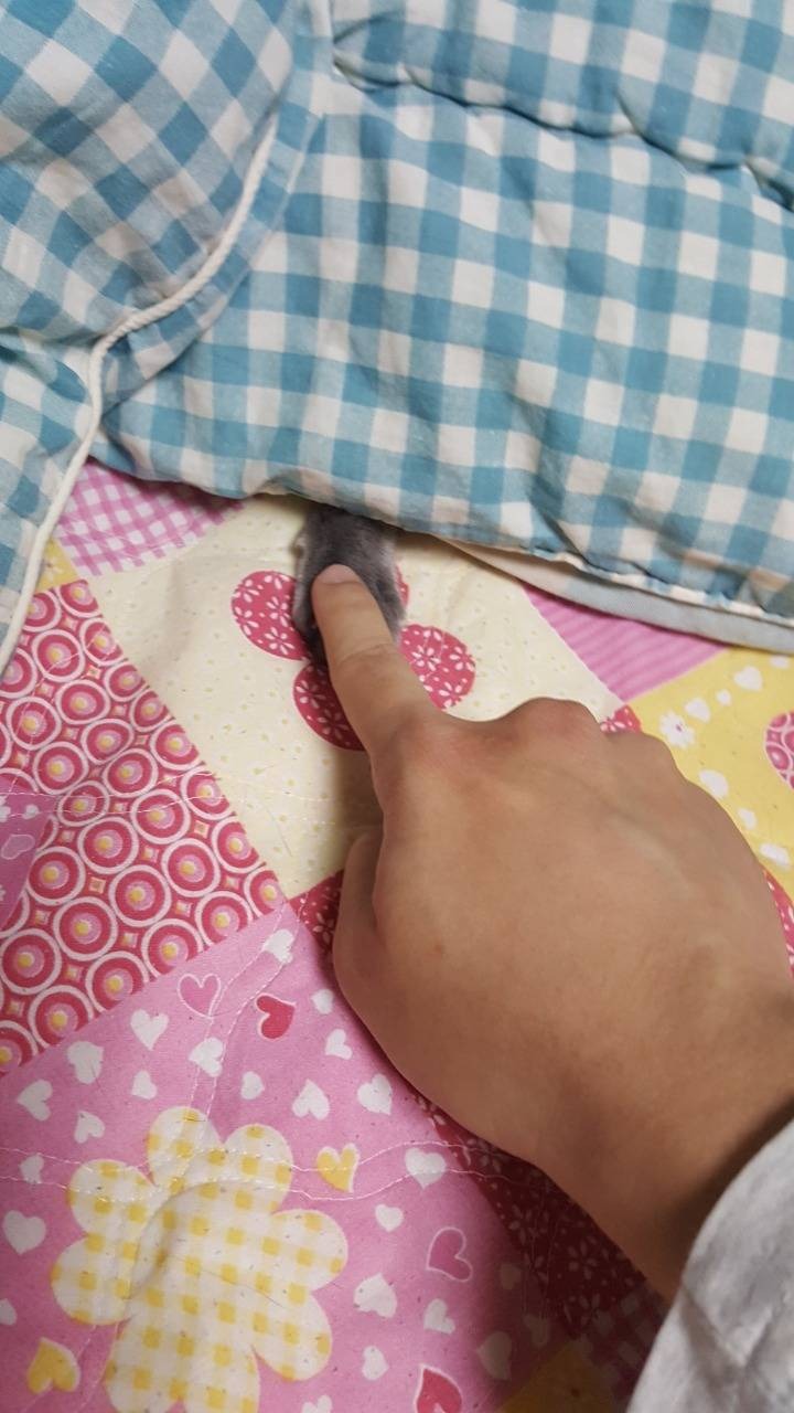 고양이 발