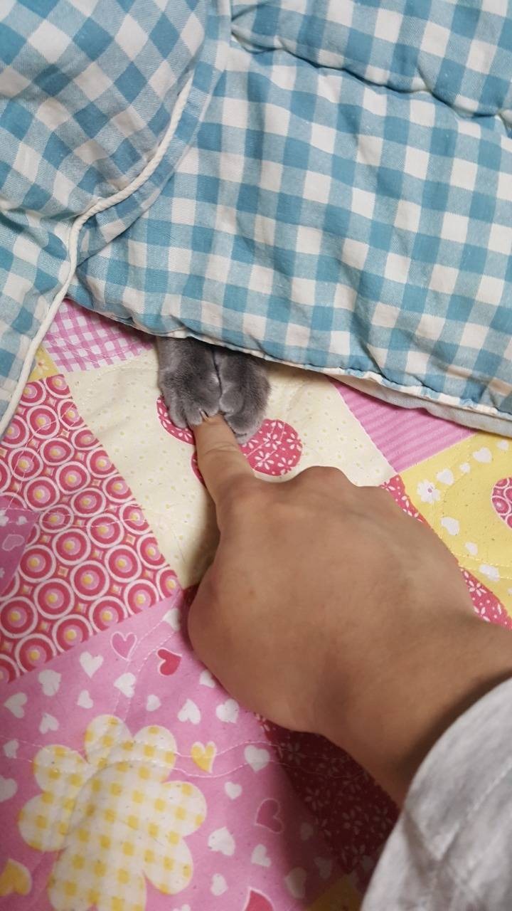 고양이 발