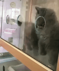 고양이 액체설