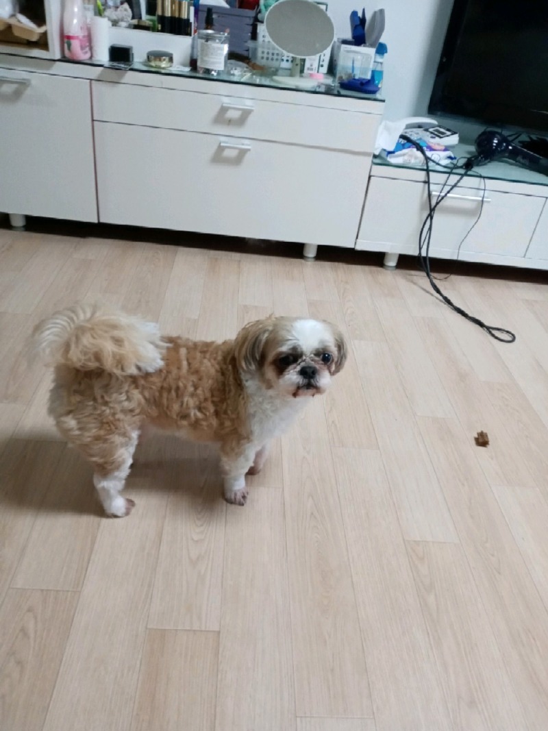 둥이