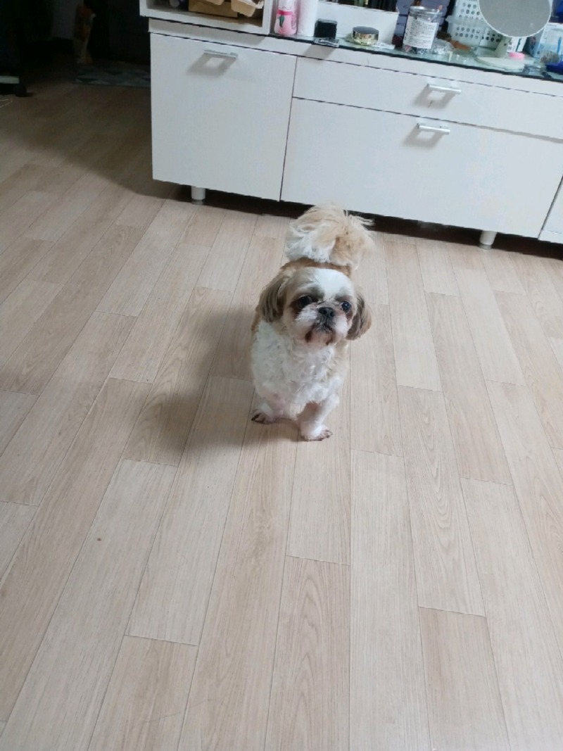 둥이