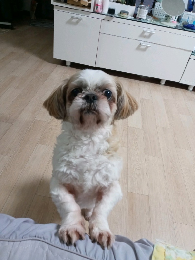 둥이