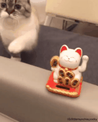 고양이 따라하는 고양이
