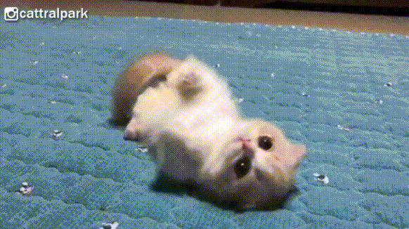 귀여운 애기고양이!!! 