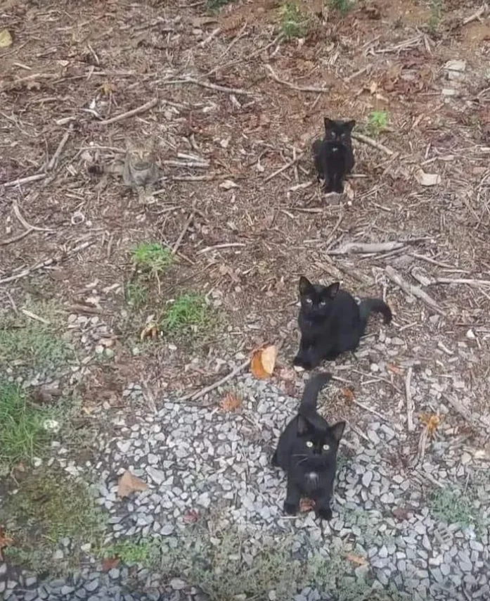 고양이 3마리 