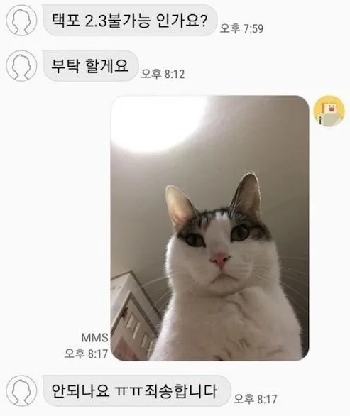 단호한 고양이