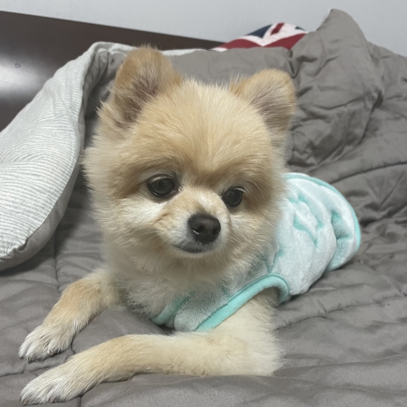 졸려요...까미 ❤︎ 