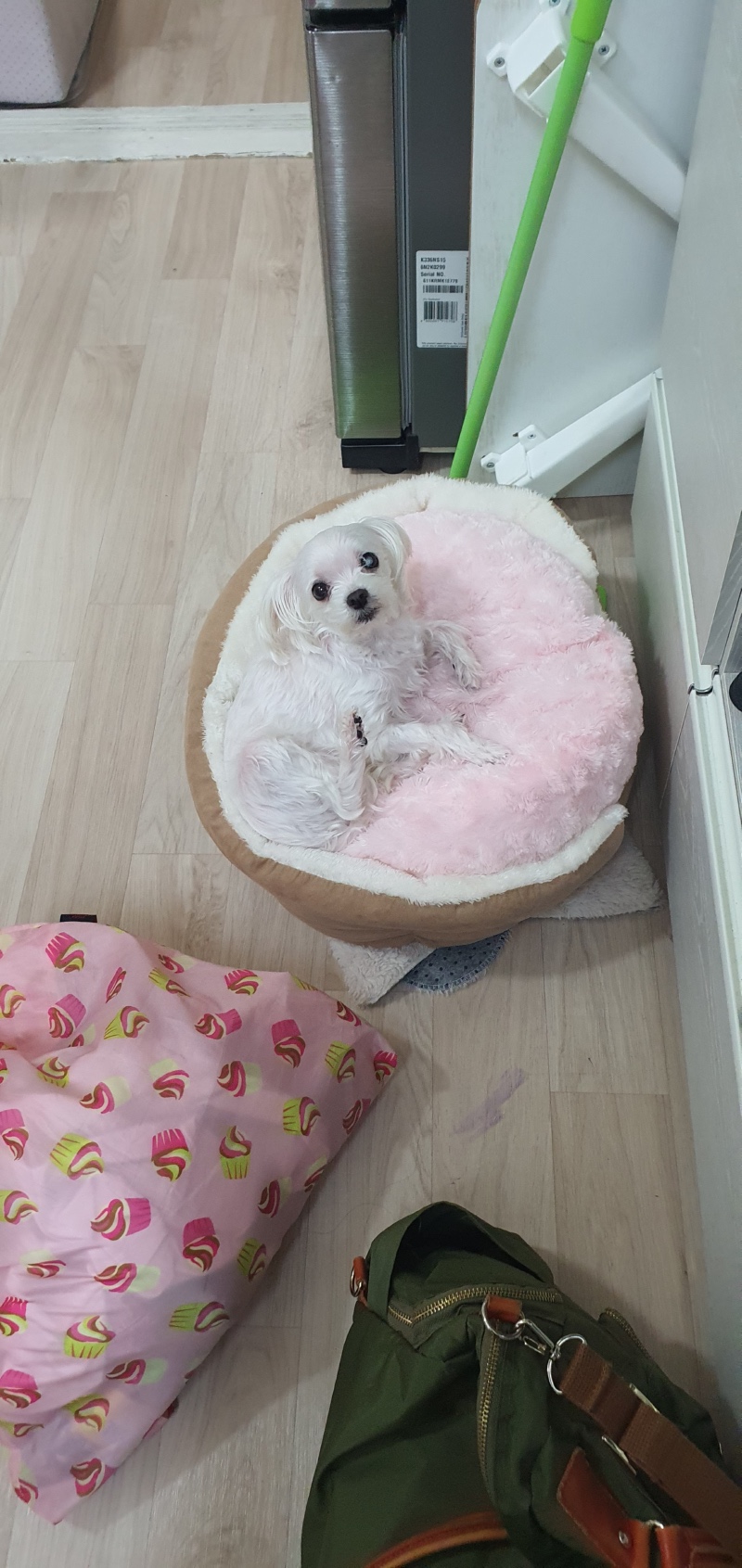 청담눈초롱안과 10살 말티즈 백내장 수술했습니다