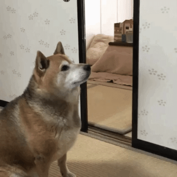 주인!! 밥줘 !! 