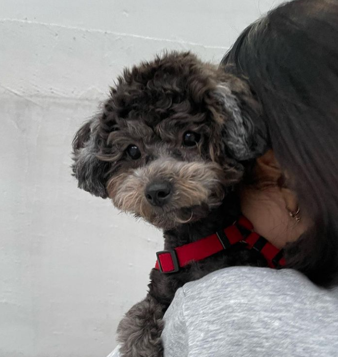 가장 많이 키우는 강아지 품종 순위