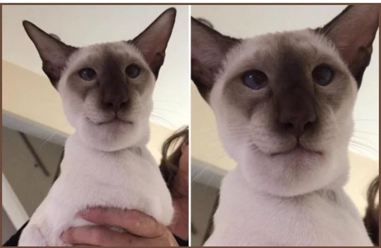 벌에 쏘인 고양이 