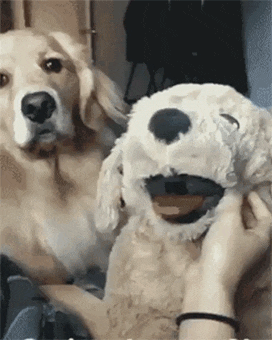 질투난 골댕이