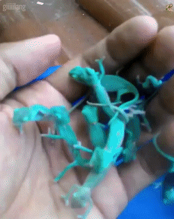 애기 카멜레온들
