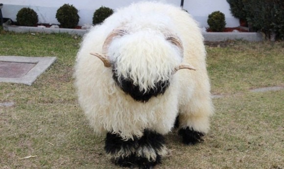 이렇게 생긴 동물이 어딨어요!