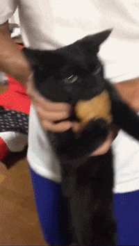 식탐냥이2