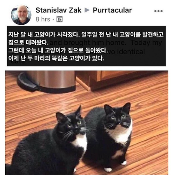 고양이가 복사가 된다구요?