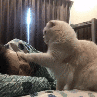 집사를 깨우는 고냥이