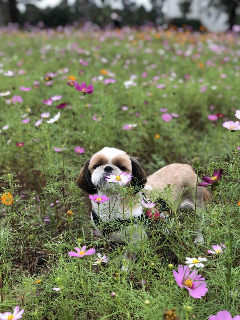 홍이