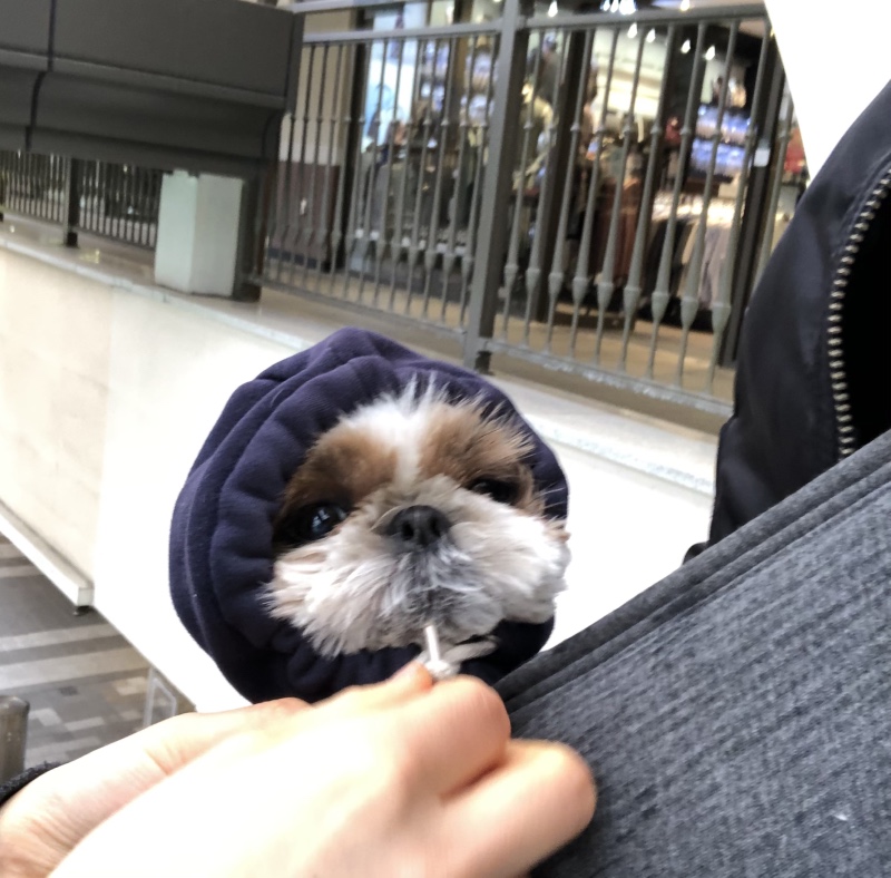 홍이