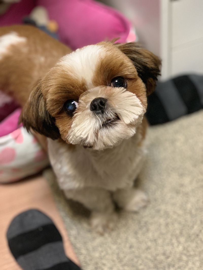 홍이